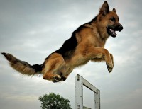 /album/galeria-de-fotos-sobre-nos/cc3a3o-policial-jpg/