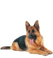 /album/galeria-de-fotos-sobre-nos/images-jpg/