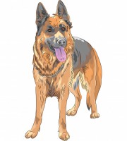 /album/galeria-de-fotos-contate-nos1/raca-desenho-cao-pastor-alemao-raca-218319-112-jpg/