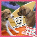 /album/galeria-de-fotos-canil-meister-der-ber/day-care-mundoanimal-hotel-500x500-jpg1/