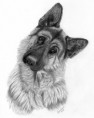 /album/galeria-de-fotos-contate-nos/german-shepherd-carol-doran-jpg/